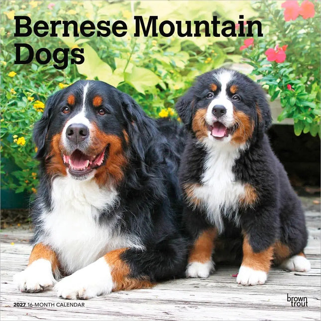Browntrout Berner Sennen Kalender 2027