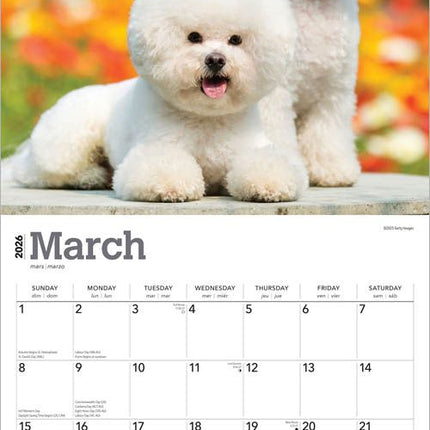 Browntrout Bichon Frise Kalender 2027