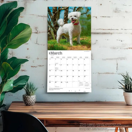 Browntrout Bichon Frise Kalender 2027