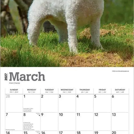 Browntrout Bichon Frise Kalender 2027