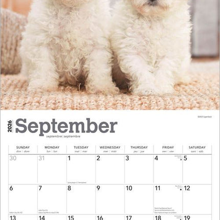 Browntrout Bichon Frise Puppies Kalender 2026
