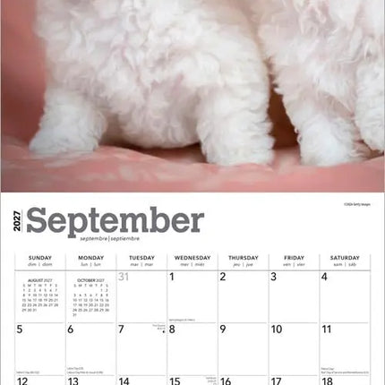 Browntrout Bichon Frise Puppies Kalender 2027