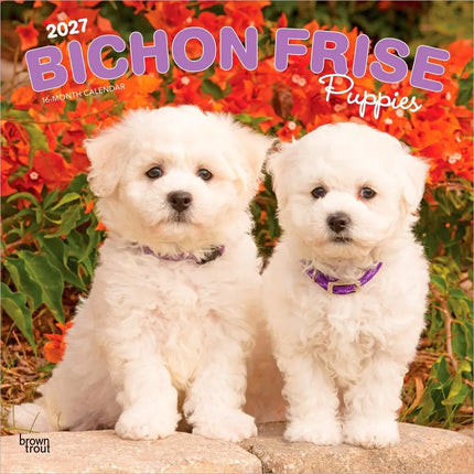 Browntrout Bichon Frise Puppies Kalender 2027