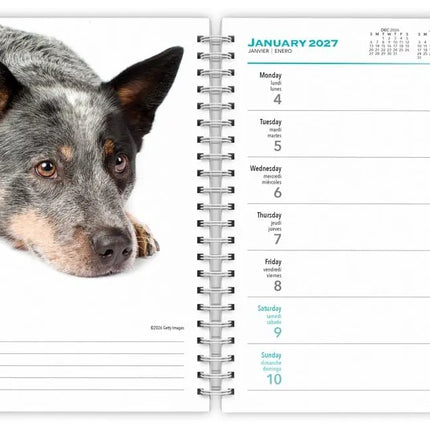 Browntrout Blue Heelers Agenda 2027