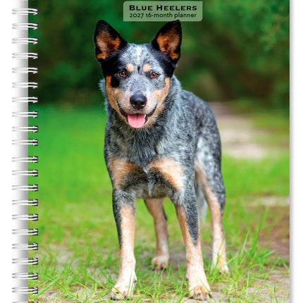 Browntrout Blue Heelers Agenda 2027
