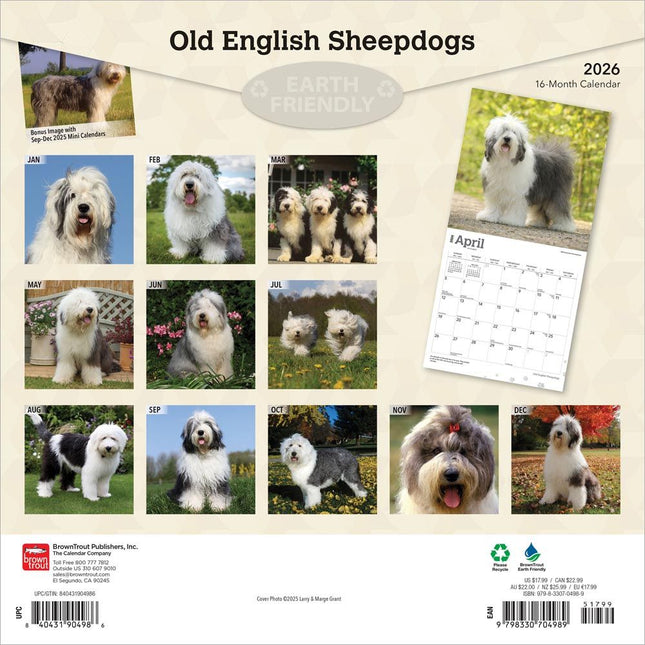 Browntrout Bobtail / Old English Sheepdog Kalender 2026