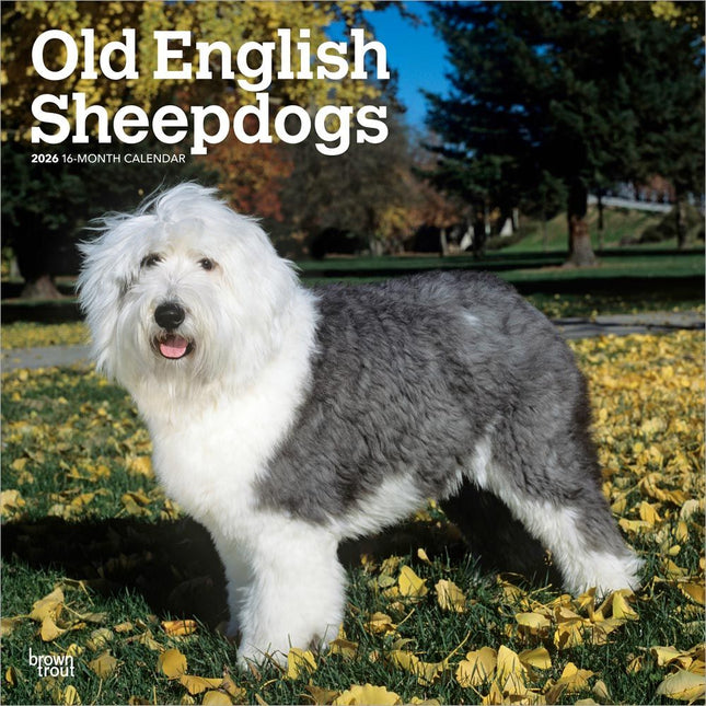 Browntrout Bobtail / Old English Sheepdog Kalender 2026