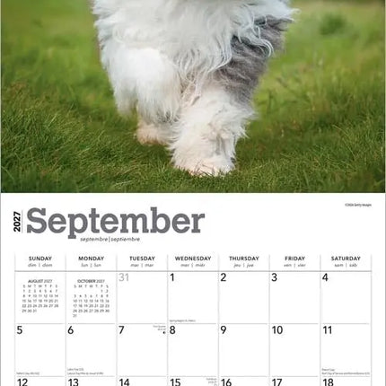 Browntrout Bobtail / Old English Sheepdog Kalender 2027
