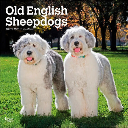 Browntrout Bobtail / Old English Sheepdog Kalender 2027