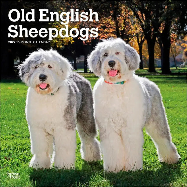 Browntrout Bobtail / Old English Sheepdog Kalender 2027