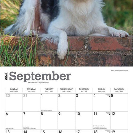 Browntrout Border Collie Kalender 2026