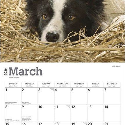 Browntrout Border Collie Kalender 2026