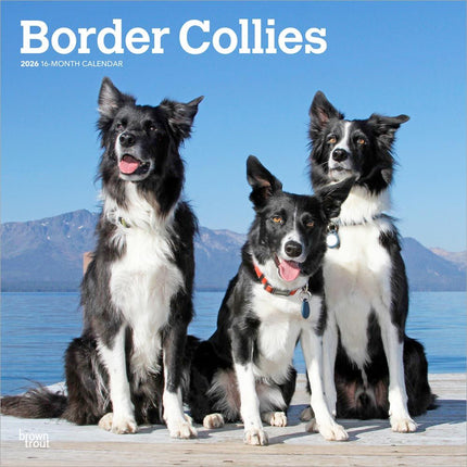 Browntrout Border Collie Kalender 2026