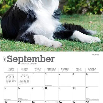Browntrout Border Collie Kalender 2027