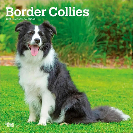 Browntrout Border Collie Kalender 2027