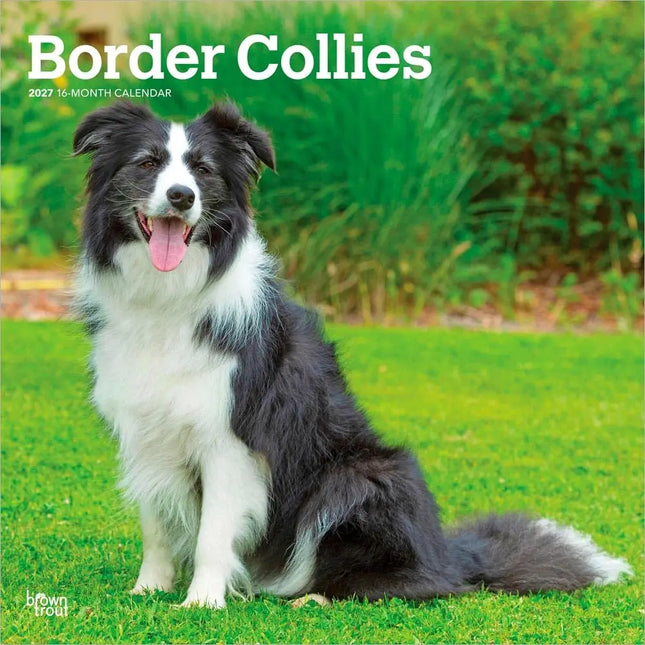 Browntrout Border Collie Kalender 2027