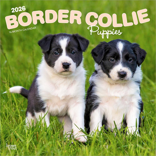 Browntrout Border Collie Puppies Kalender 2026