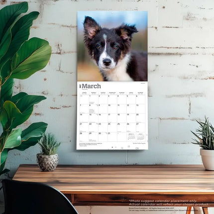 Browntrout Border Collie Puppies Kalender 2027