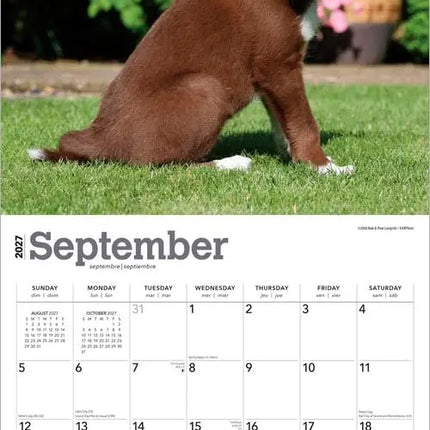 Browntrout Border Collie Puppies Kalender 2027