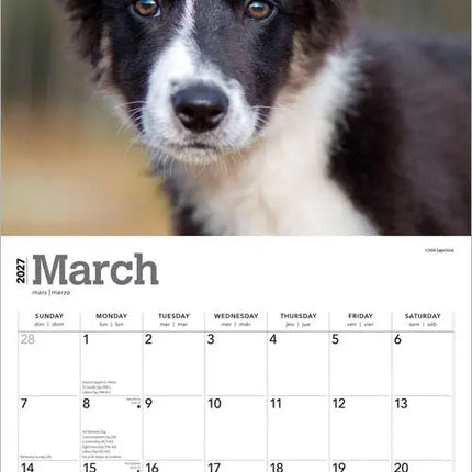 Browntrout Border Collie Puppies Kalender 2027