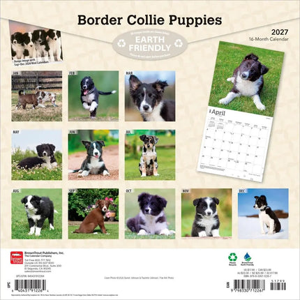 Browntrout Border Collie Puppies Kalender 2027