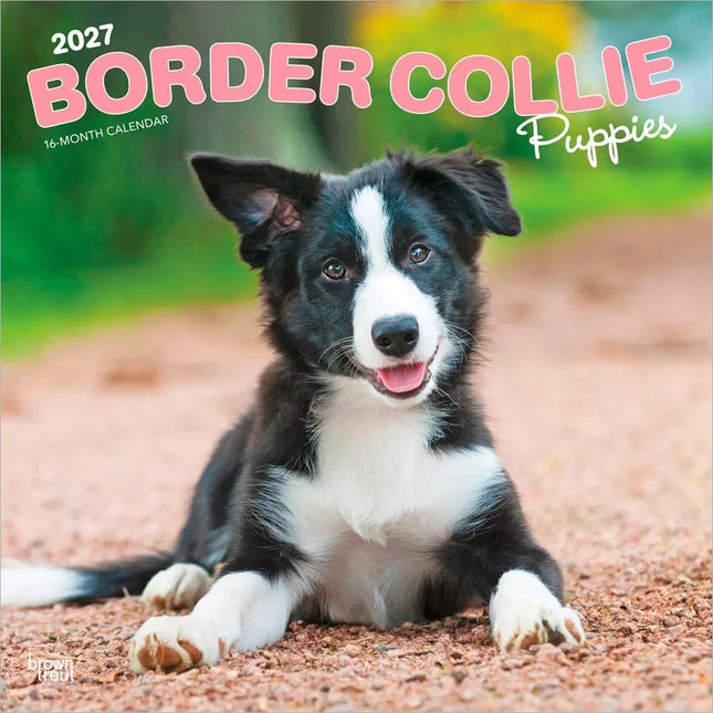 Browntrout Border Collie Puppies Kalender 2027