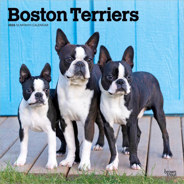 Browntrout Boston Terrier Kalender 2026