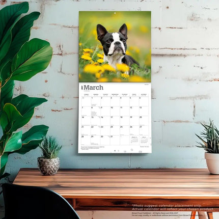 Browntrout Boston Terrier Kalender 2027