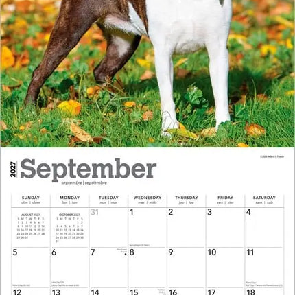 Browntrout Boston Terrier Kalender 2027