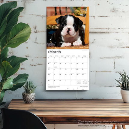 Browntrout Boston Terrier Puppies Kalender 2026