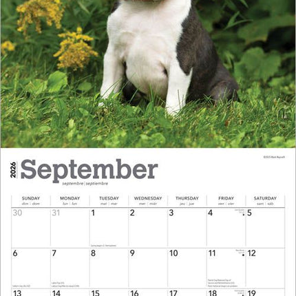 Browntrout Boston Terrier Puppies Kalender 2026