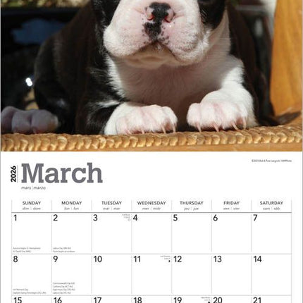 Browntrout Boston Terrier Puppies Kalender 2026