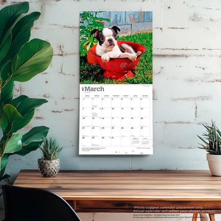 Browntrout Boston Terrier Puppies Kalender 2027