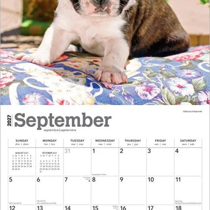 Browntrout Boston Terrier Puppies Kalender 2027