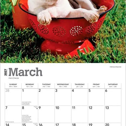 Browntrout Boston Terrier Puppies Kalender 2027