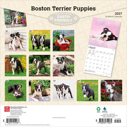 Browntrout Boston Terrier Puppies Kalender 2027