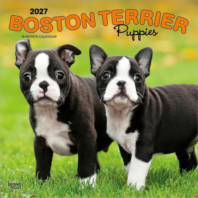 Browntrout Boston Terrier Puppies Kalender 2027