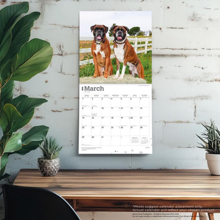 Browntrout Boxer Kalender 2026