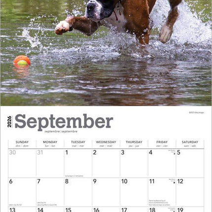 Browntrout Boxer Kalender 2026