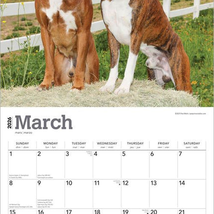 Browntrout Boxer Kalender 2026