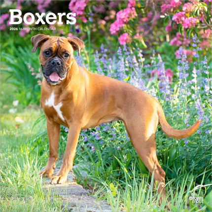 Browntrout Boxer Kalender 2027