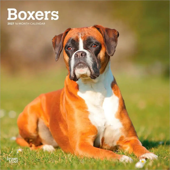Browntrout Boxer Kalender 2027