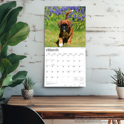 Browntrout Boxer Puppies Kalender 2027