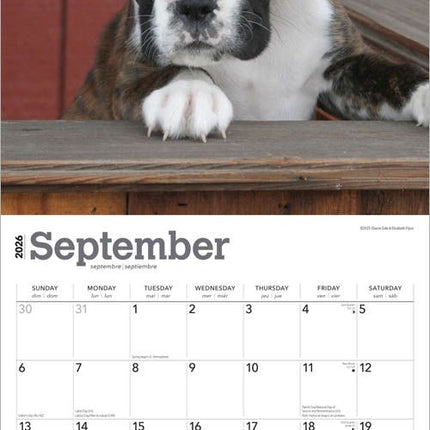 Browntrout Boxer Puppies Kalender 2027