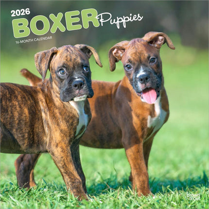 Browntrout Boxer Puppies Kalender 2027