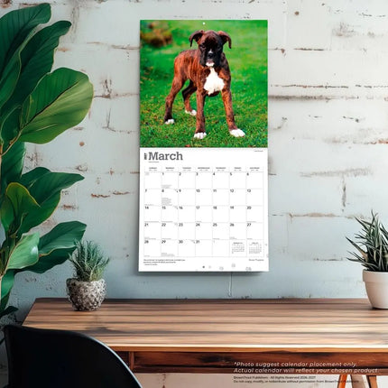 Browntrout Boxer Puppies Kalender 2027