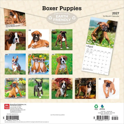 Browntrout Boxer Puppies Kalender 2027