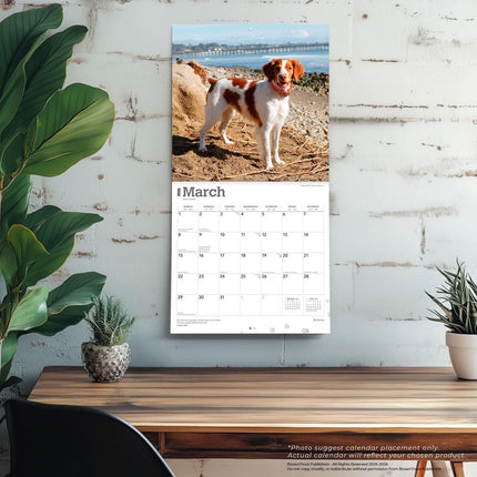 Browntrout Brittany Spaniel Kalender 2026