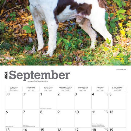 Browntrout Brittany Spaniel Kalender 2026