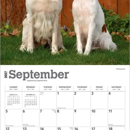 Browntrout Brittany Spaniel Kalender 2027